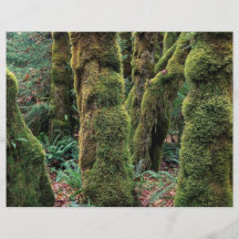 Forêt tropicale de Hoh, parc national olympique, W Tract Personnalisé