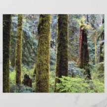 Forêt tropicale, Tofino, Colombie-Britannique de p Prospectus Personnalisés