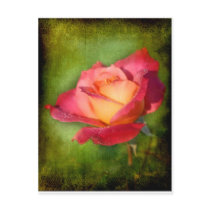 Forever Peace Postcards