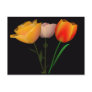 Forever Tulips 2 Post Card
