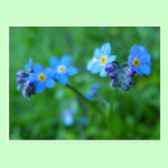 Forget-me-not Blues postcards