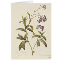 Forget-me-not Card