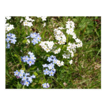 Forget-me-not Post Card