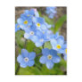 Forget Me Not Postcard