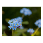 Forget-Me-Not Postcards