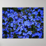 Forget Me Not ~Print~