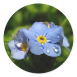 Forget-me-not Stickers