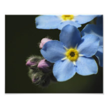 Forget-Me-Nots 1 Photo Print