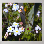 Forget Me Nots 1 Poster