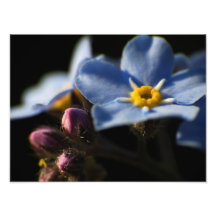 Forget-Me-Nots 2 Photo Print