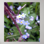 Forget Me Nots 3 Poster