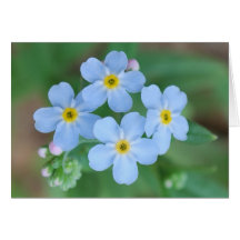 Forget Me Nots Greeting Cards