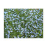 Forget Me Nots Postcard