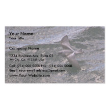 Fork-tailed Storm-Petrel Business Card