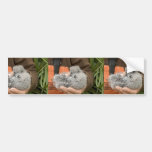 Fork-tailed Storm-Petrel chick, Ulak Island Bumper Sticker
