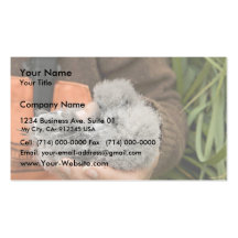 Fork-tailed Storm-Petrel chick, Ulak Island Business Cards
