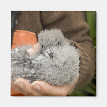 Fork-tailed Storm-Petrel chick, Ulak Island Fridge Magnets