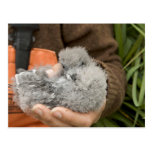 Fork-tailed Storm-Petrel chick, Ulak Island Post Card