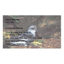 Fork-tailed Storm Petrel, St Business Card Templates