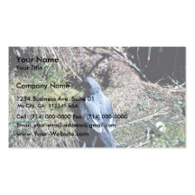 Fork-tailed Storm Petrel, St. Lazaria Island, Alas Business Card