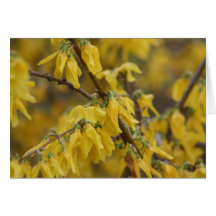 forsythia carte