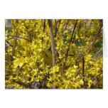 forsythias cartes de vœux