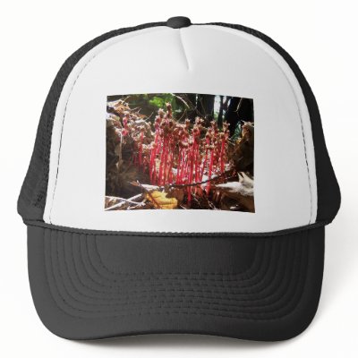 "Fort Meadow - Dawn" Hats by focalist