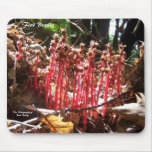 "Fort Meadow - Dawn" Mousepads