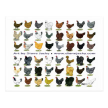 Forty-eight Hen Promo Postcard