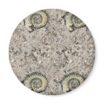 fossil background fridge magnets