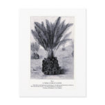 Fossil cycad in flower art postcard