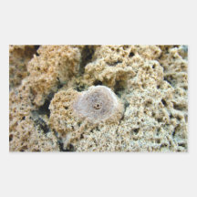 Fossil in limestone rectangle stickers