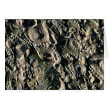Fossil matrix, Mali, Africa Cards