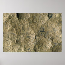 Fossil matrix, Mali, Africa Poster