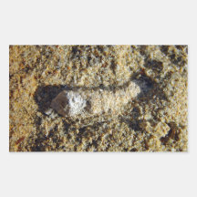 Fossil root in limestone rectangle stickers