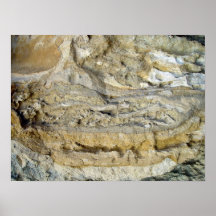 Fossiles de racine dans la digue de chaux posters