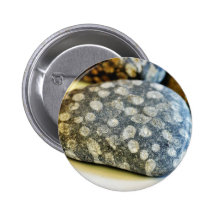 Fossils Rocks Coral Button