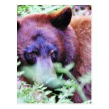 Fougères d'ours carte postale