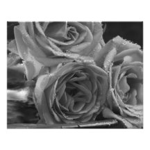 Fountain of Roses Photograph