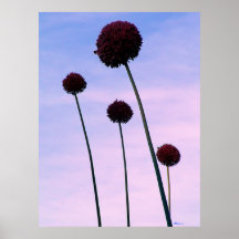 Four Allium Flowers Poster