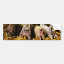 Four Baby Piglet Mangalitsa Hogs Showing Butts Bumper Sticker