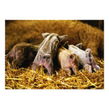 Four Baby Piglet Mangalitsa Hogs Showing Butts Invites