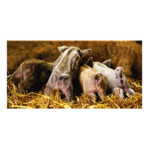 Four Baby Piglet Mangalitsa Hogs Showing Butts Picture Card