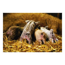 Four Baby Piglet Mangalitsa Hogs Showing Butts Photograph