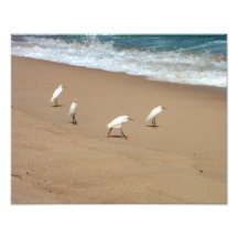 Four Egrets Photograph