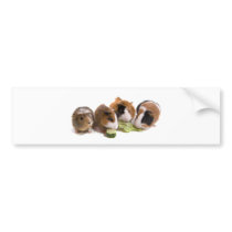four guinea pigs who eat, autocollants pour voiture