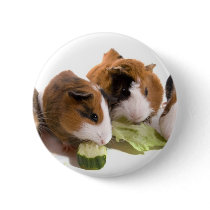four guinea pigs who eat, pin's avec agrafe