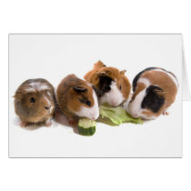 four guinea pigs who eat, cartes