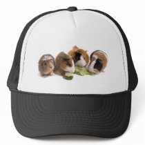 four guinea pigs who eat, casquette