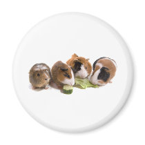 four guinea pigs who eat, aimants pour réfrigérateur